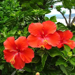 Kelowna hotels &amp; apartments, all accommodations in Kelowna